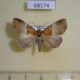 68174p Noctuidae Euphiuche picta Vietnam $7