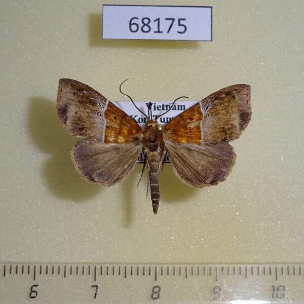 Noctuidae Euphiuche picta Vietnam