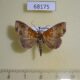 68175p Noctuidae Euphiuche picta Vietnam $9