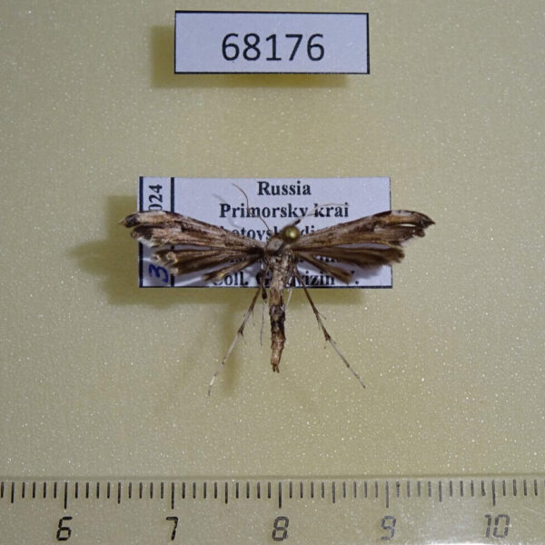 Pterophoridae Oidaematophorus lithodactyla Primorye