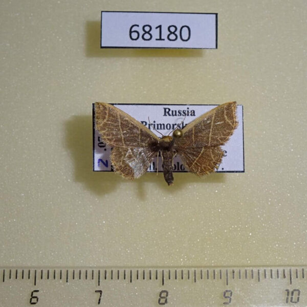 Noctuidae Oruza mira Primorye