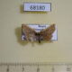 68180p Noctuidae Oruza mira Primorye $7