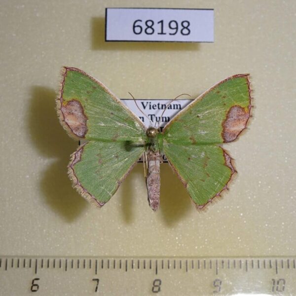 Geometridae Spaniocentra lobata Vietnam