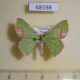 68198p Geometridae Spaniocentra lobata Vietnam $6
