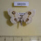 68203p Geometridae Problepsis crassinotata Vietnam $5