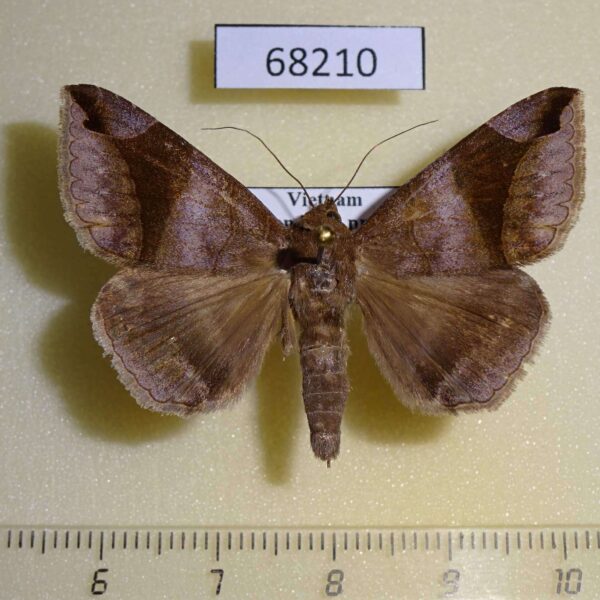 Noctuidae Bastilla amygdalis Vietnam