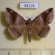 68210p Noctuidae Bastilla amygdalis Vietnam $9