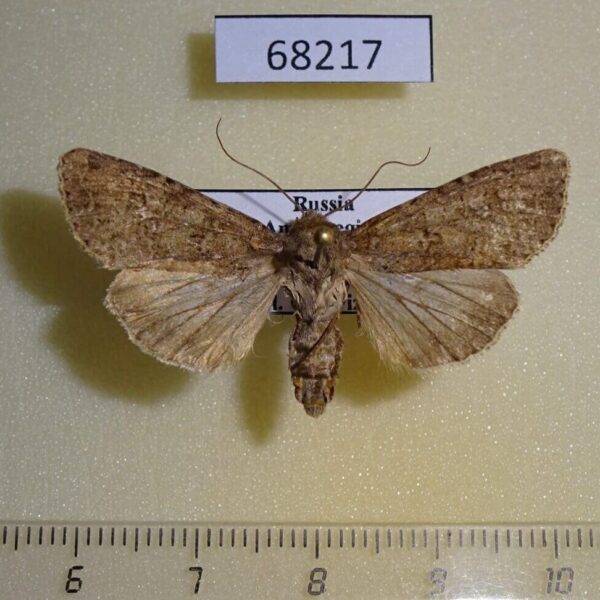 Noctuidae Sideridis turbida f Amur reg.