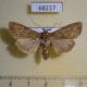 68217p Noctuidae Sideridis turbida f Amur reg. $8
