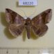 68220p Noctuidae Bastilla amygdalis Vietnam $9