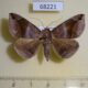 68221p Noctuidae Bastilla amygdalis Vietnam $10