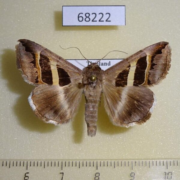 Noctuidae Grammodes geometrica Thailand