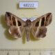 68222p Noctuidae Grammodes geometrica Thailand $7