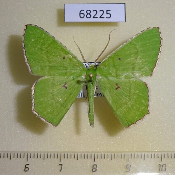Geometridae Ornithospila submonstrans Vietnam