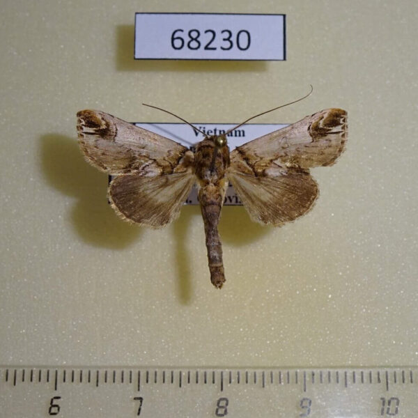 Noctuidae Risoba sp. Vietnam