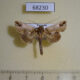 68230p Noctuidae Risoba sp. Vietnam $5