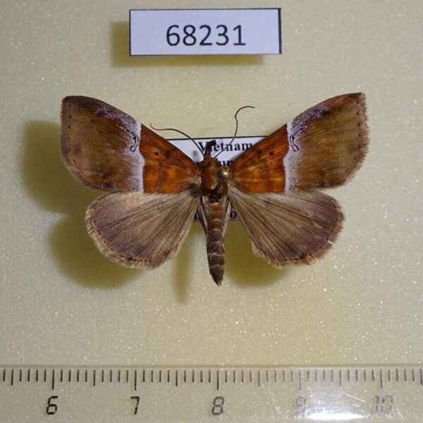 Noctuidae Euphiuche picta Vietnam