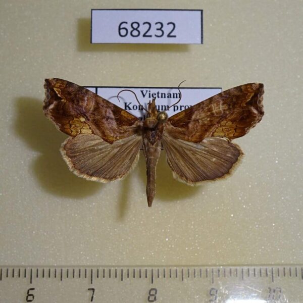 Noctuidae Plusiodonta auripicta f Vietnam