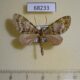 68233p Geometridae Hypocometa clauda Vietnam $5