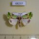 68237p Noctuidae Nacna malachitis Primorye $7