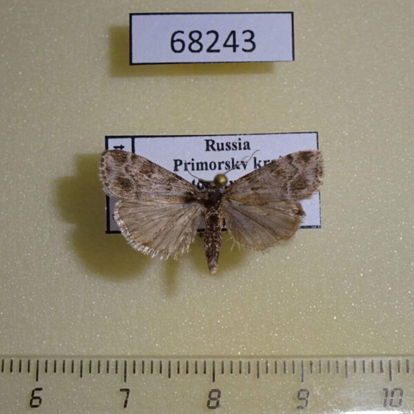 Crambidae Scoparia subfusca Primorye