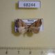 68244p Noctuidae Paragabara flavomacula Primorye $12
