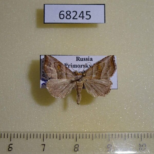Noctuidae Paragabara flavomacula Primorye