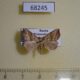 68245p Noctuidae Paragabara flavomacula Primorye $12