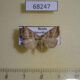 68247p Noctuidae Paragabara flavomacula Primorye $12