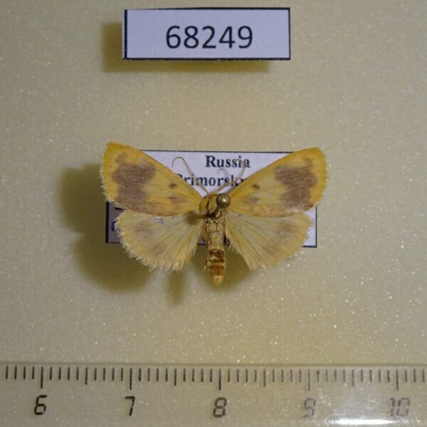 Arctiidae Nudina artaxidia Primorye