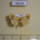 68249p Arctiidae Nudina artaxidia Primorye $8