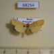 68254p Arctiidae Dolgoma cribrata Primorye $10