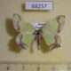 68257p Geometridae Agathia visenda Primorye $7