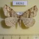 68262p Geometridae Xerodes rufescentarius Primorye $6