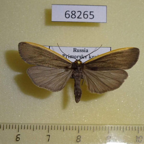 Arctiidae Ghoria collitoides Primorye