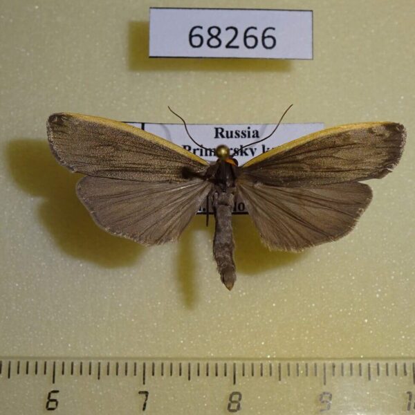 Arctiidae Ghoria collitoides Primorye