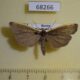 68266p Arctiidae Ghoria collitoides Primorye $9