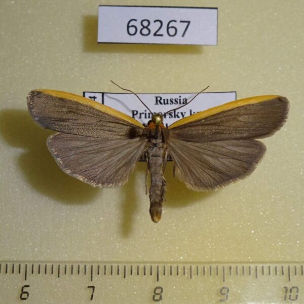 Arctiidae Ghoria gigantea Primorye