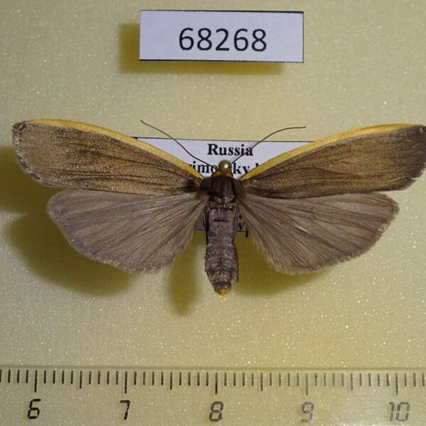 Arctiidae Ghoria collitoides f Primorye