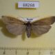 68268p Arctiidae Ghoria collitoides f Primorye $12