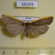 68269p Arctiidae Ghoria gigantea f Primorye $9