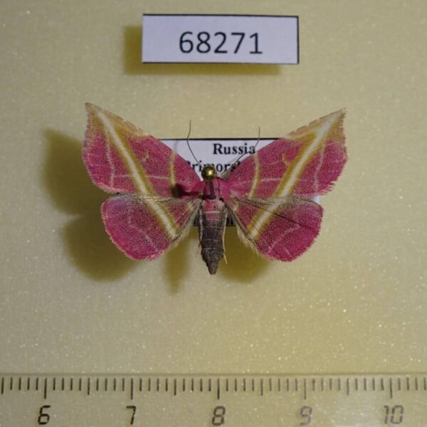 Noctuidae Naganoella timandra Primorye