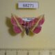 68271p Noctuidae Naganoella timandra Primorye $15