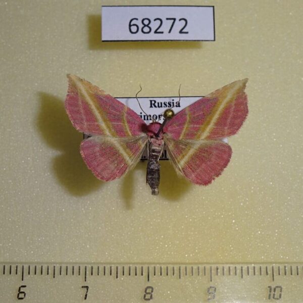 Noctuidae Naganoella timandra Primorye