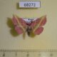 68272p Noctuidae Naganoella timandra Primorye $10