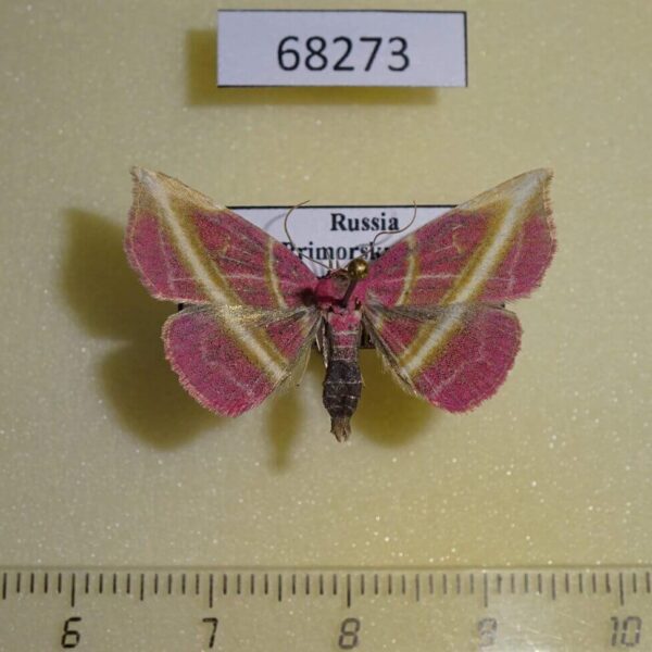 Noctuidae Naganoella timandra Primorye
