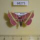 68273p Noctuidae Naganoella timandra Primorye $15