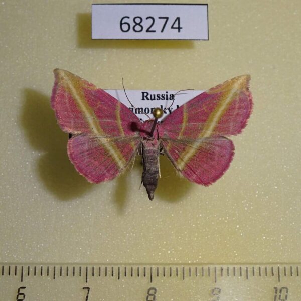 Noctuidae Naganoella timandra Primorye