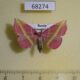 68274p Noctuidae Naganoella timandra Primorye $15
