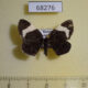 68276p Geometridae Baptria tibiale Primorye $8